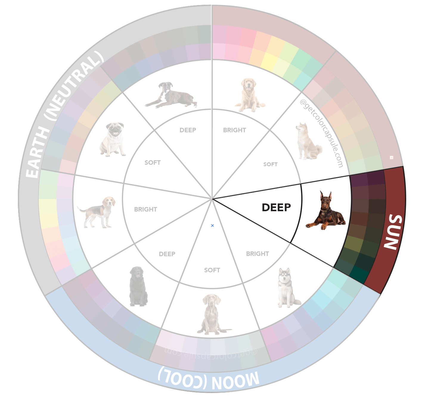 deep sun dark brown dog color analysis